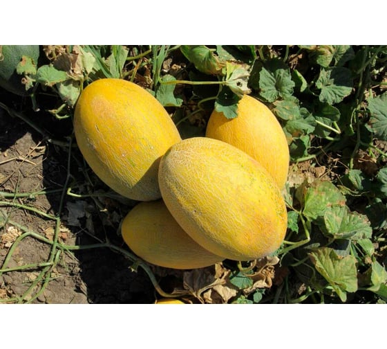 Азовка F1 семена дыни 20 шт ЭС мини ELITE PLANT-BREEDING & SEED PRODUCTION Co. 1026995338