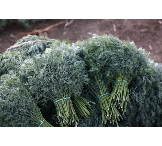 Алмаз семена укропа 50 г ЭС ELITE PLANT-BREEDING & SEED PRODUCTION Co. 1026995438