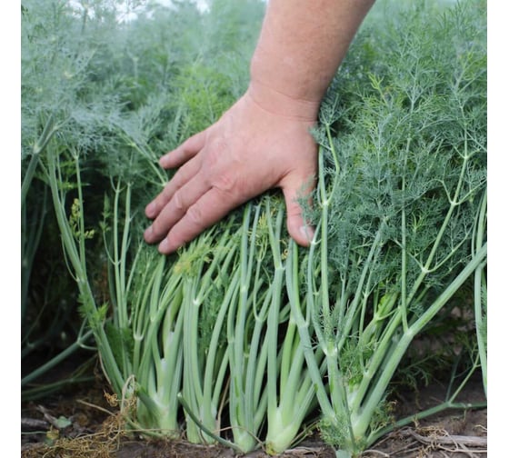 Алмаз семена укропа 50 г ЭС ELITE PLANT-BREEDING & SEED PRODUCTION Co. 1026995438