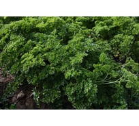 Ажур семена петрушки кудрявой 50 г ЭС ELITE PLANT-BREEDING & SEED PRODUCTION Co. 1026995423