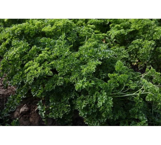 Ажур семена петрушки кудрявой 50 г ЭС ELITE PLANT-BREEDING & SEED PRODUCTION Co. 1026995423