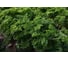 Ажур семена петрушки кудрявой 50 г ЭС ELITE PLANT-BREEDING & SEED PRODUCTION Co. 1026995423 1