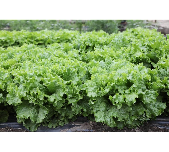 Абрек семена салата батавия зеленого 20 г ЭС мини ELITE PLANT-BREEDING & SEED PRODUCTION Co. 1071860427