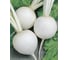 Альба семена репы 50 г ЭС ELITE PLANT-BREEDING & SEED PRODUCTION Co. 1071855791 2