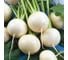 Альба семена репы 50 г ЭС ELITE PLANT-BREEDING & SEED PRODUCTION Co. 1071855791 3