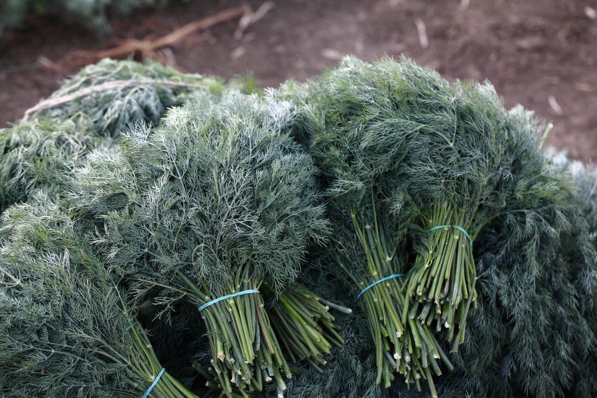 Алмаз семена укропа 15 г ЭС мини ELITE PLANT-BREEDING & SEED PRODUCTION ...