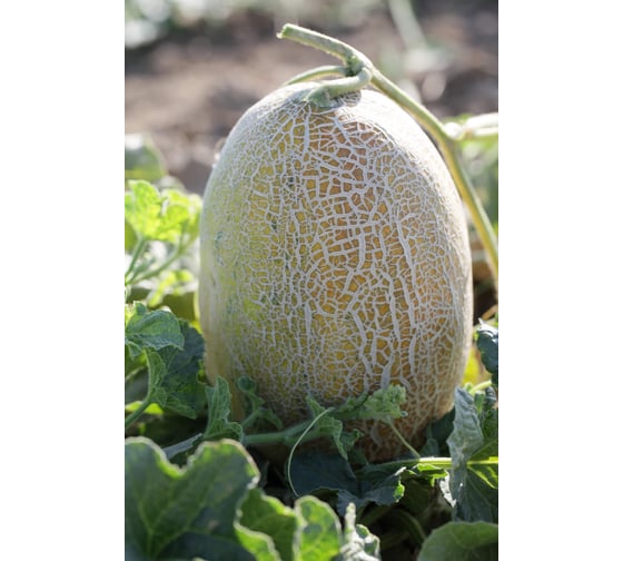 Алтын F1 семена дыни 20 шт ЭС мини ELITE PLANT-BREEDING & SEED PRODUCTION Co. 1999945129