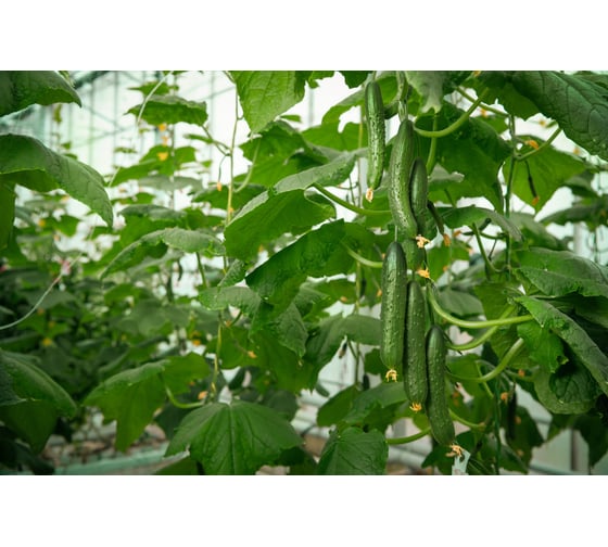 Айвенго F1 семена огурца 100 шт ЭС мини ELITE PLANT-BREEDING & SEED PRODUCTION Co. 1026993428