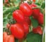 Альбион F1 семена томата 500 шт ЭС мини ELITE PLANT-BREEDING & SEED PRODUCTION Co. 1071860347 2