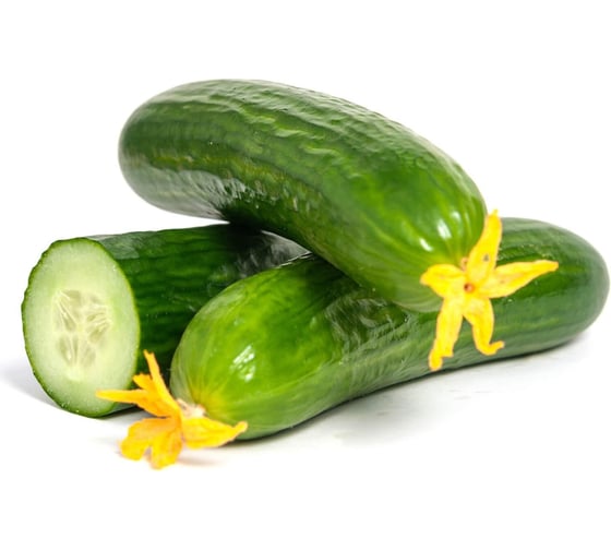 Аврора F1 семена огурца 100 шт ЭС мини ELITE PLANT-BREEDING & SEED PRODUCTION Co. 1070009316