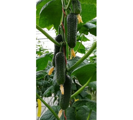 Баварец F1 семена огурца 100 шт ЭС мини ELITE PLANT-BREEDING & SEED PRODUCTION Co. 1070009258