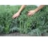 Аллигатор семена укропа 50 г ЭС ELITE PLANT-BREEDING & SEED PRODUCTION Co. 10008214 2