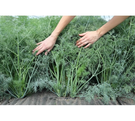 Аллигатор семена укропа 15 г ЭС мини ELITE PLANT-BREEDING & SEED PRODUCTION Co. 1999943787