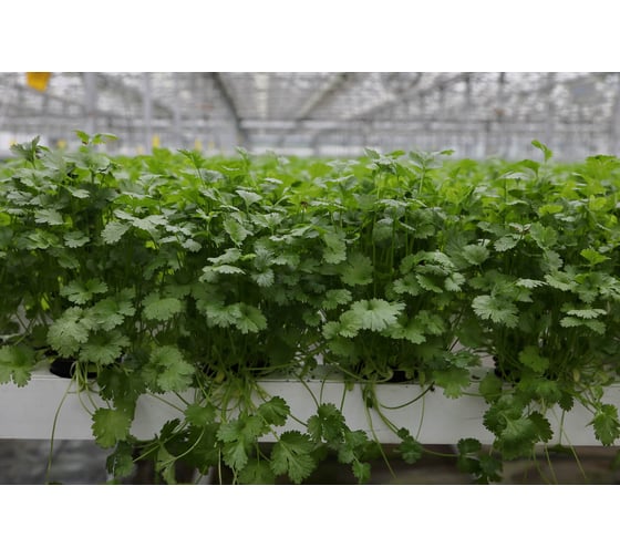 Арго семена кориандра 40 г ЭС ELITE PLANT-BREEDING & SEED PRODUCTION Co. 1026995412