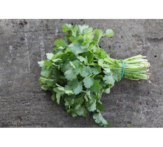 Арго семена кориандра 40 г ЭС ELITE PLANT-BREEDING & SEED PRODUCTION Co. 1026995412