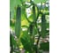 Атлет F1 семена огурца 500 шт ЭС мини ELITE PLANT-BREEDING & SEED PRODUCTION Co. 1071855762 2