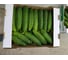Атлет F1 семена огурца 500 шт ЭС мини ELITE PLANT-BREEDING & SEED PRODUCTION Co. 1071855762 3