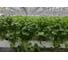 Арго семена кориандра 10 г ЭС мини ELITE PLANT-BREEDING & SEED PRODUCTION Co. 1026994898 2