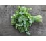 Арго семена кориандра 10 г ЭС мини ELITE PLANT-BREEDING & SEED PRODUCTION Co. 1026994898 3
