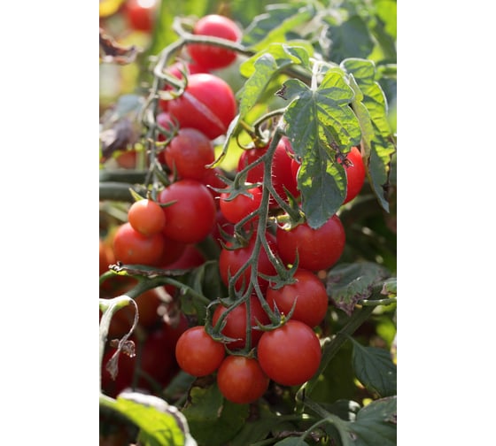 Консерватто F1 семена томата 50 шт ЭС мини ELITE PLANT-BREEDING & SEED PRODUCTION Co. 1999942726