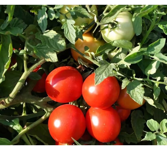 Консерватто F1 семена томата 50 шт ЭС мини ELITE PLANT-BREEDING & SEED PRODUCTION Co. 1999942726