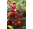 Консерватто F1 семена томата 50 шт ЭС мини ELITE PLANT-BREEDING & SEED PRODUCTION Co. 1999942726 2