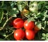 Консерватто F1 семена томата 50 шт ЭС мини ELITE PLANT-BREEDING & SEED PRODUCTION Co. 1999942726 3