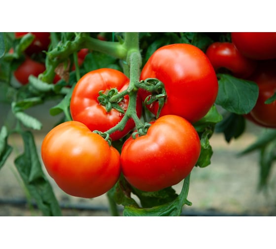Алабай F1 семена томата 100 шт ЭС мини ELITE PLANT-BREEDING & SEED PRODUCTION Co. 10717291