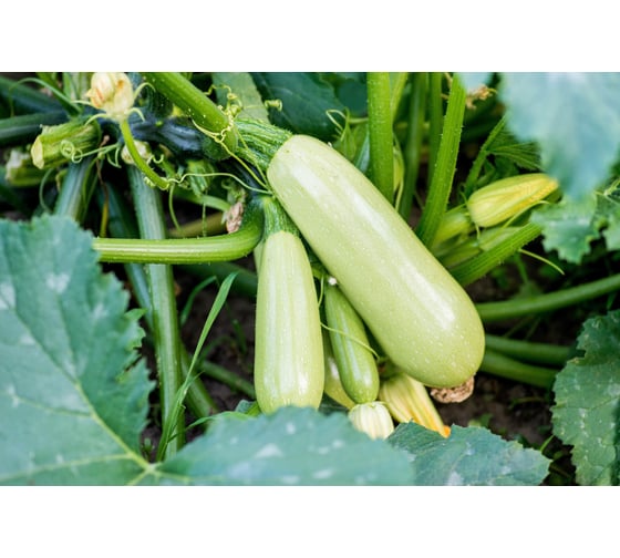 Арктик семена кабачка 100 шт ЭС мини ELITE PLANT-BREEDING & SEED PRODUCTION Co. 1071860351