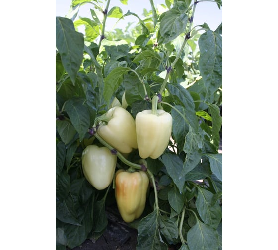 Бадминтон семена перца сладкого 20 шт ЭС мини ELITE PLANT-BREEDING & SEED PRODUCTION Co. 1999945064