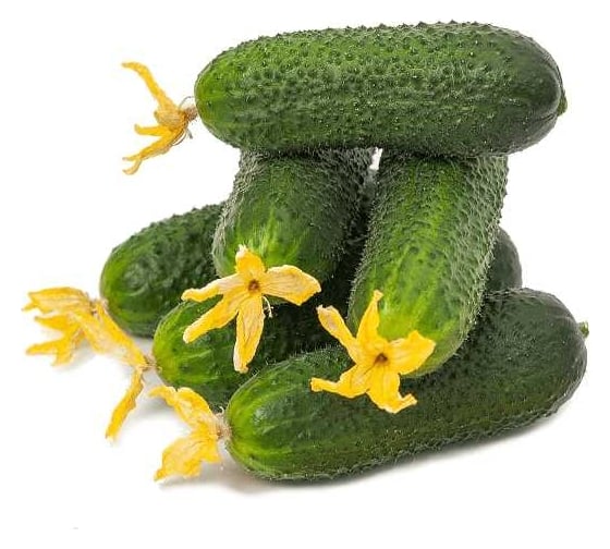 Баварец F1 семена огурца 500 шт ЭС мини ELITE PLANT-BREEDING & SEED PRODUCTION Co. 1071860288