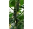 Баварец F1 семена огурца 500 шт ЭС мини ELITE PLANT-BREEDING & SEED PRODUCTION Co. 1071860288 2