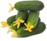 Баварец F1 семена огурца 500 шт ЭС мини ELITE PLANT-BREEDING & SEED PRODUCTION Co. 1071860288 3
