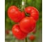 Баргузин F1 семена томата 20 шт ЭС мини ELITE PLANT-BREEDING & SEED PRODUCTION Co. 1071855692 3