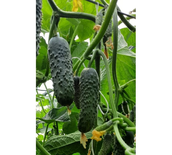 Бомбардир F1 семена огурца 500 шт ЭС мини ELITE PLANT-BREEDING & SEED PRODUCTION Co. 1071854634