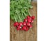 Белокрайка семена редиса 50 г ЭС ELITE PLANT-BREEDING & SEED PRODUCTION Co. 1999947961 3