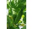 Бегунок F1 семена огурца 100 шт ЭС мини ELITE PLANT-BREEDING & SEED PRODUCTION Co. 1026993526 2