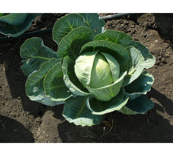 Булат F1 семена капусты белокочанной 500 шт ЭС мини ELITE PLANT-BREEDING & SEED PRODUCTION Co. 1026995331