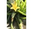 Велиж F1 семена кабачка 20 шт ЭС мини ELITE PLANT-BREEDING & SEED PRODUCTION Co. 1999942857 3