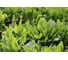 Гринго семена щавеля 50 г ЭС ELITE PLANT-BREEDING & SEED PRODUCTION Co. 1026995457 2