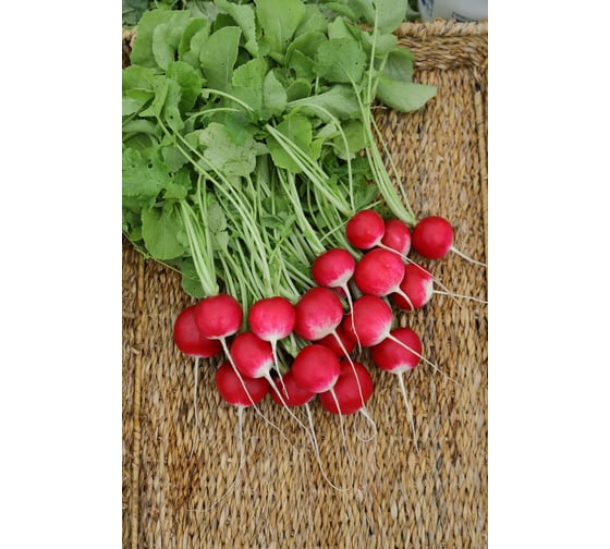 Белокрайка семена редиса 20 г ЭС мини ELITE PLANT-BREEDING & SEED PRODUCTION Co. 1999942828