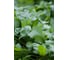 Карфур семена кресс-салата 50 г ЭС ELITE PLANT-BREEDING & SEED PRODUCTION Co. 1070008321 2