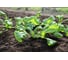 Карфур семена кресс-салата 50 г ЭС ELITE PLANT-BREEDING & SEED PRODUCTION Co. 1070008321 3