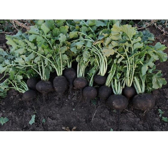 Карбон семена редьки черной 50 г ЭС ELITE PLANT-BREEDING & SEED PRODUCTION Co. 10710922