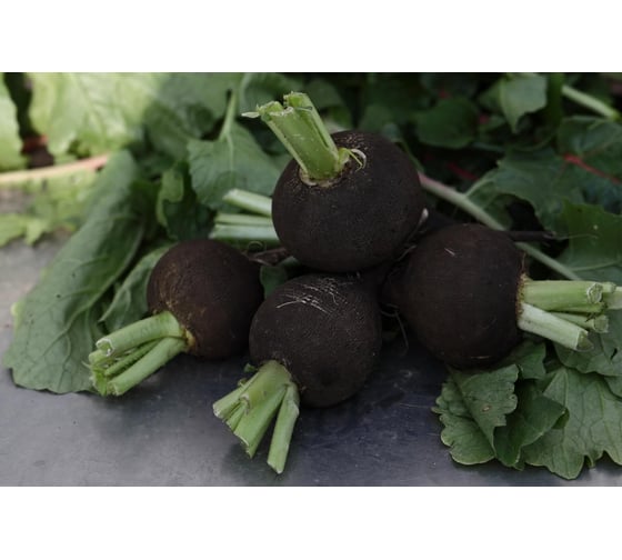 Карбон семена редьки черной 50 г ЭС ELITE PLANT-BREEDING & SEED PRODUCTION Co. 10710922