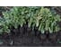 Карбон семена редьки черной 50 г ЭС ELITE PLANT-BREEDING & SEED PRODUCTION Co. 10710922 3