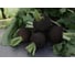 Карбон семена редьки черной 50 г ЭС ELITE PLANT-BREEDING & SEED PRODUCTION Co. 10710922 4