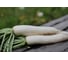 Бейсбол семена дайкона 500 шт ЭС мини ELITE PLANT-BREEDING & SEED PRODUCTION Co. 1026995346 2