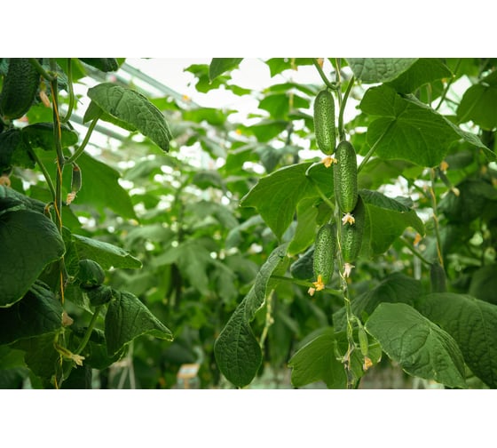 Канцлер F1 семена огурца 500 шт ЭС мини ELITE PLANT-BREEDING & SEED PRODUCTION Co. 1071860292