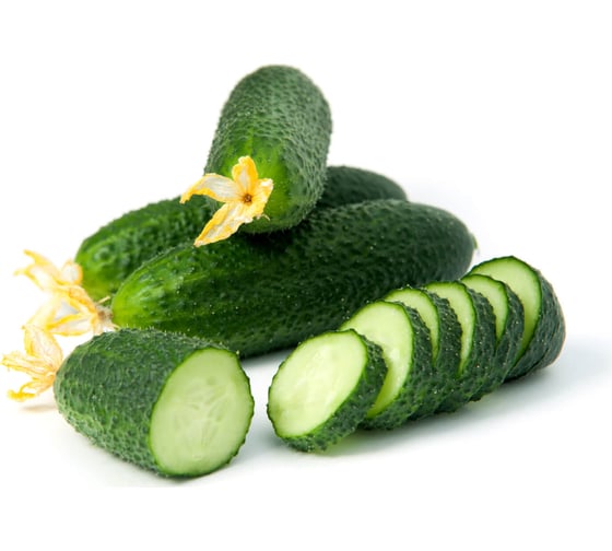 Канцлер F1 семена огурца 500 шт ЭС мини ELITE PLANT-BREEDING & SEED PRODUCTION Co. 1071860292